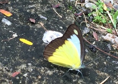 Appias lyncida vasava