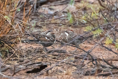 Pomatostomus ruficeps