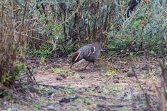 Pomatostomus ruficeps