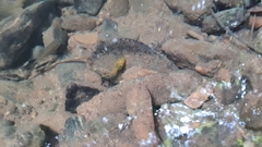 Clinotarsus curtipes