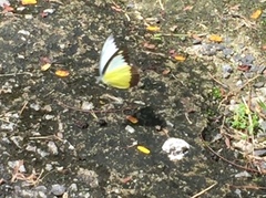 Appias lyncida vasava