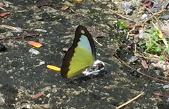 Appias lyncida vasava