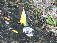 Appias lyncida vasava