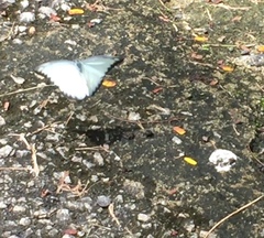 Appias lyncida vasava