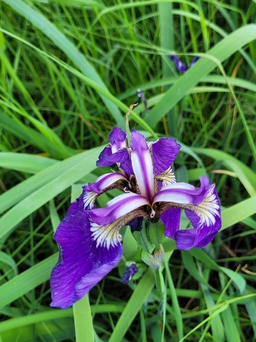 Beach-head Iris