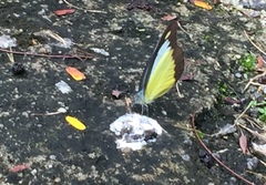 Appias lyncida vasava