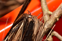 Padillothorax semiostrinus