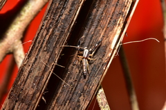 Padillothorax semiostrinus