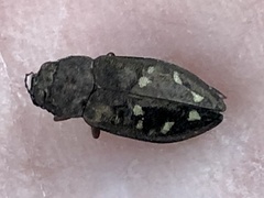 Phaenops
