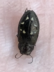 Phaenops