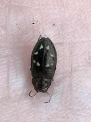 Phaenops