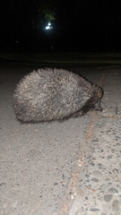 Erinaceus roumanicus