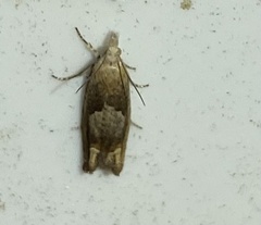 Eucosma conterminana