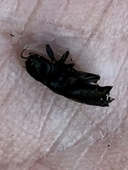 Phaenops