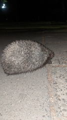 Erinaceus roumanicus