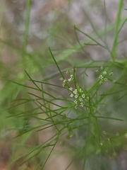 Cyclospermum leptophyllum image