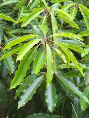 Pittosporum undulatum image