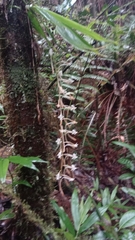 Aerangis macrocentra