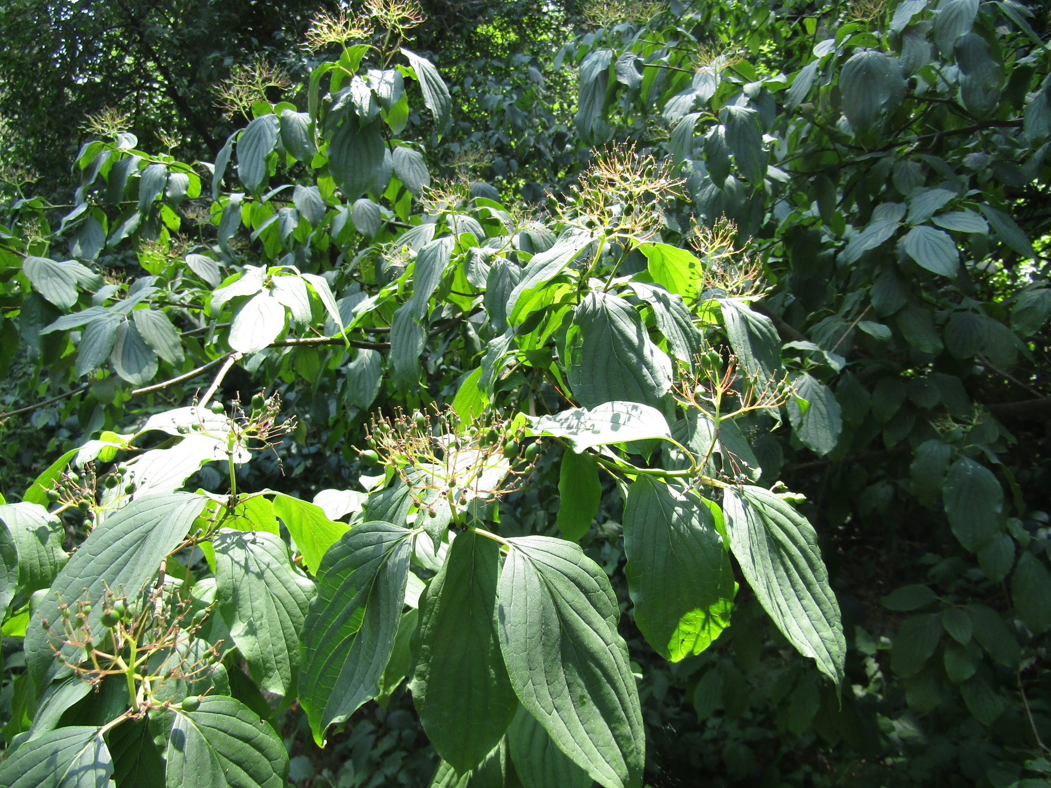 Cornus Sanguinea Subsp. Australis (C.A.Mey.) Jáv.