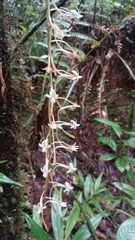 Aerangis macrocentra