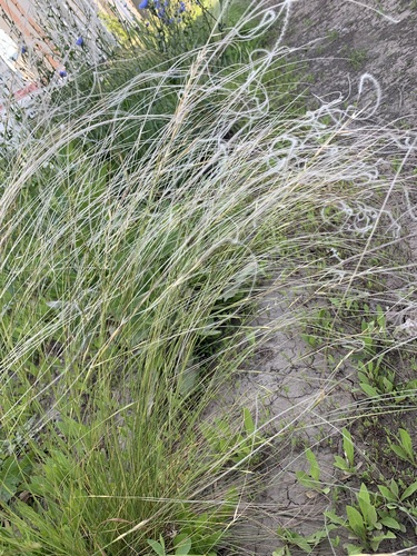 Image of Stipa lessingiana by (c) Valerii Glazunov, some rights reserved (CC BY)