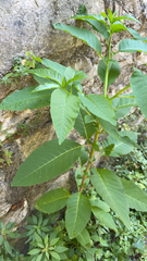 Phytolacca americana