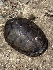 Kinosternon subrubrum