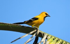 Icterus nigrogularis