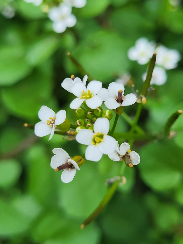 Yellowcress (Nasturtium × sterile)