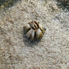 Chthamalus antennatus