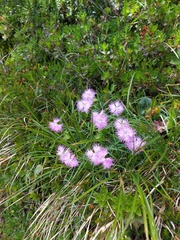 Dianthus sternbergii