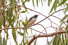 Grantiella picta
