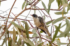 Grantiella picta