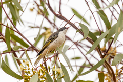 Grantiella picta