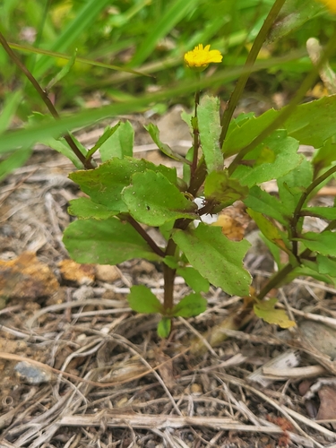 Coleostephus image