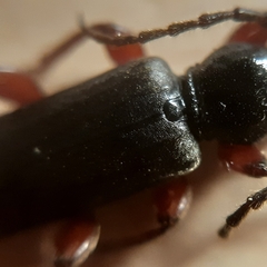 Tetropium castaneum