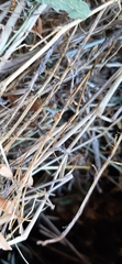 Diptera