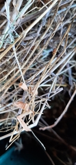 Diptera
