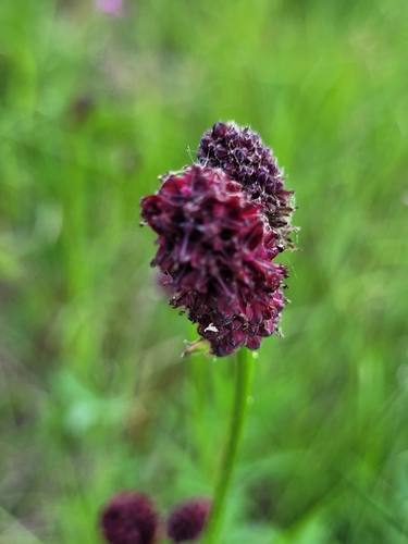 Great burnet