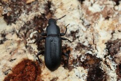 Menephilus cylindricus