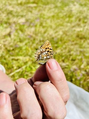 Argynnis adippe