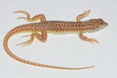 Meroles suborbitalis