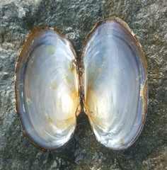 Strophitus undulatus