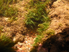 Bryopsis