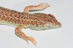 Meroles suborbitalis