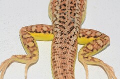 Meroles suborbitalis