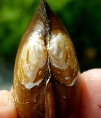 Strophitus undulatus