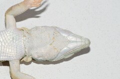 Meroles suborbitalis