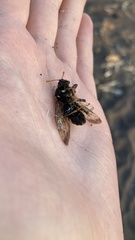 Cimbex femoratus
