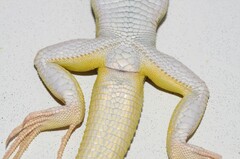 Meroles suborbitalis